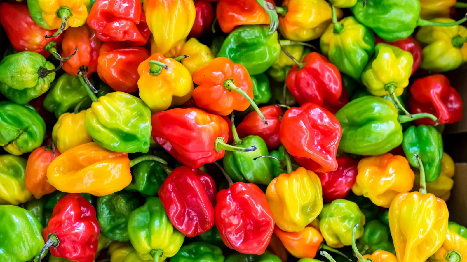 Piments antillais rouges, jaunes et verts sur un étal, piment antillais force