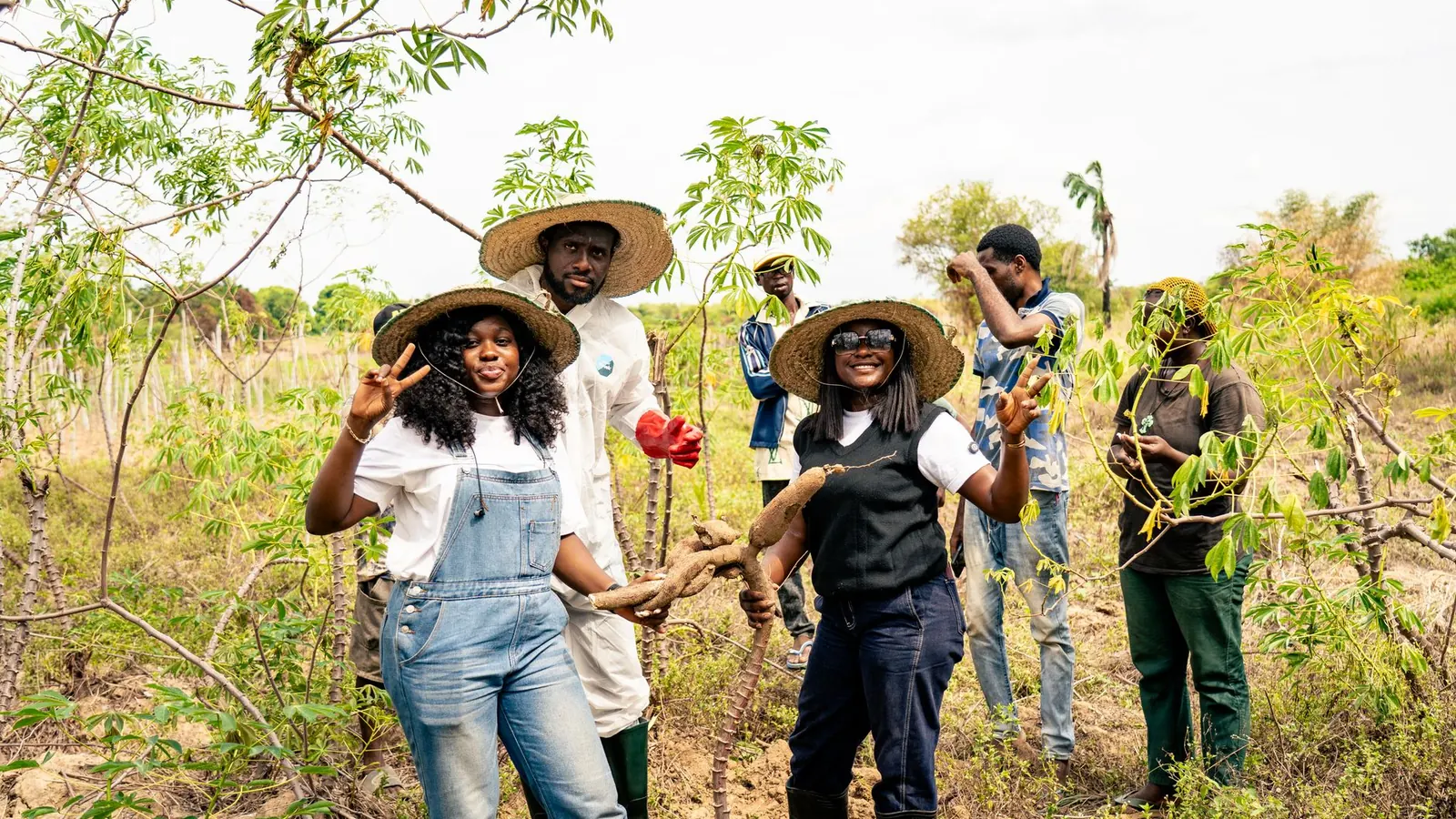 Plants de manioc dans un champ, la plante à l'origine du tapioca